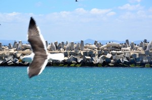 robben island