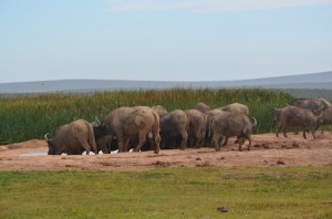 addo park buffles