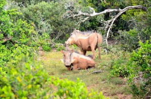 addo park