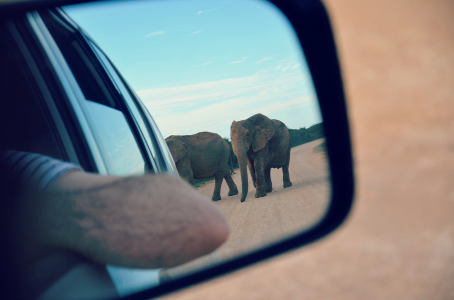 safari afrique du sud