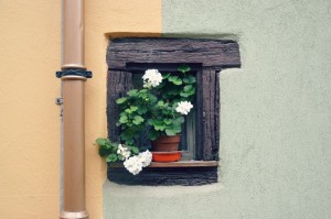 fleurs-eguisheim