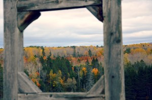 foret-mauricie