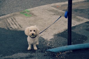 chiens-quebecois