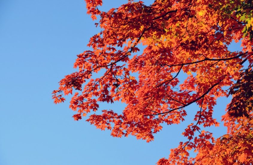 couleurs-automne-new-york