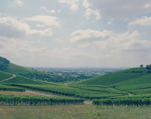 vignoble-heilbronn
