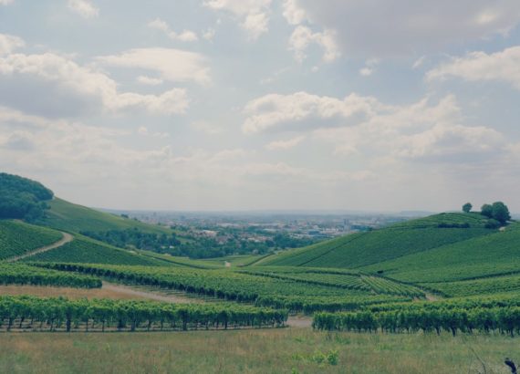 vignoble-heilbronn